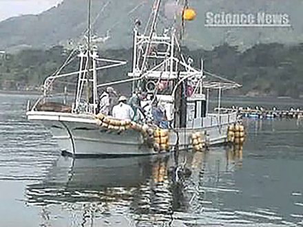 サイエンスニュース2011（特集） （22）シリーズ被災地を救え マイクロバブル技術で大船渡のカキ養殖を復興