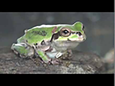 全国こども科学映像祭受賞作品 （44）H23年度第10回佳作中学生部門『カエルの疑問』