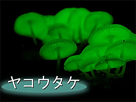 全国こども科学映像祭受賞作品 （58）H25年度第12回優秀作品賞小学生部門『光る貝 ヨコスジタマキビモドキのなぞにせまる！』