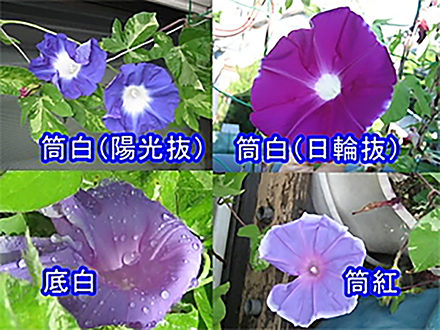 全国こども科学映像祭受賞作品 （59）H25年度第12回優秀作品賞中学生部門『何色が咲くのかな?アサガオの花 世代で受け継ぐ花の色』
