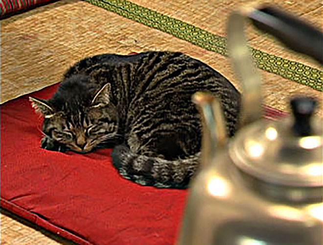 The Sleeping Cat -a Journey Through the World of Shapes-