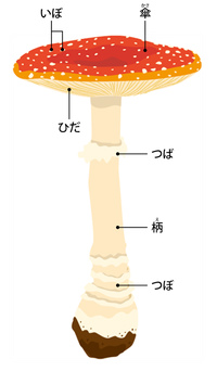 キノコ（子実体）の構造