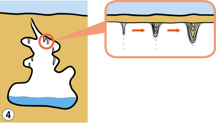 ③④洞窟がさらに広がり、地下水の水位が下がることで、鍾乳洞が徐々に発達しはじめる。 石灰岩を溶かした地下水が、洞窟の天井から水滴となって落ちる時、溶けていた炭酸カルシウムが再び固まり、様々な形の鍾乳石になる。（赤枠内）
