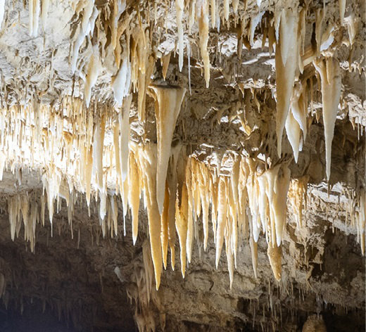 鍾乳石の代表的な形状で、どこの鍾乳洞でも見ることができる。天井から浸みだした地下水からできる。洞窟の状態や地下水の成分によって色や形が異なる。 画像提供／後藤 聡