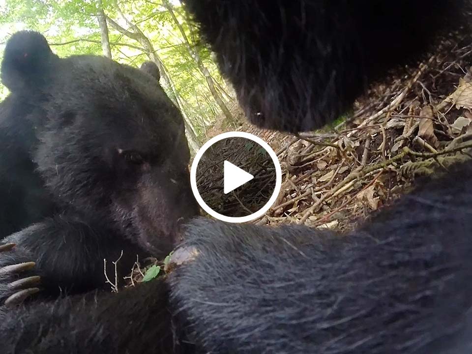野生のクマを追う 研究者たちが語るヒグマ・ツキノワグマの姿