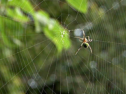 サイエンス・ピックアップ （24）世界を変える新素材 クモの糸